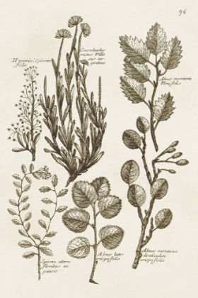 Picture of SEPIA BOTANICAL JOURNAL VIII