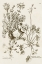 Picture of SEPIA BOTANICAL JOURNAL IX