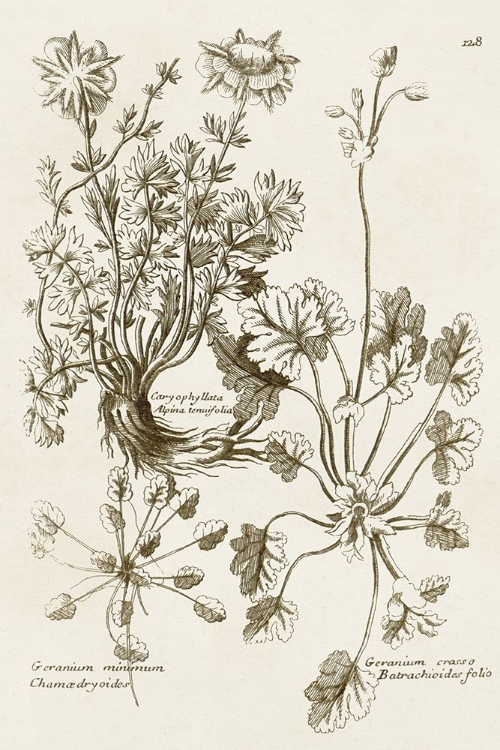 Picture of SEPIA BOTANICAL JOURNAL IX