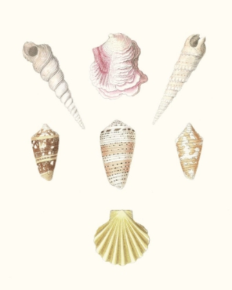 Picture of PASTEL KNORR SHELLS I