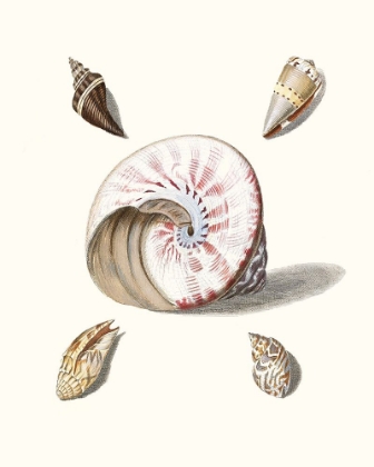 Picture of PASTEL KNORR SHELLS II