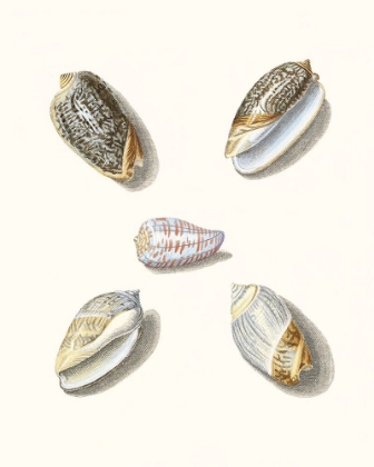 Picture of PASTEL KNORR SHELLS III