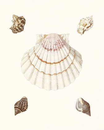 Picture of PASTEL KNORR SHELLS IV