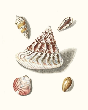 Picture of PASTEL KNORR SHELLS VII