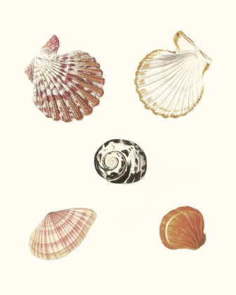 Picture of PASTEL KNORR SHELLS VIII