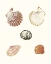 Picture of PASTEL KNORR SHELLS VIII