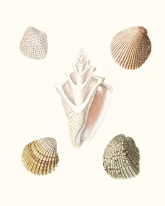 Picture of PASTEL KNORR SHELLS IX