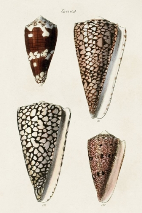 Picture of CONE SHELL COLLECTION I