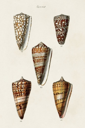 Picture of CONE SHELL COLLECTION II