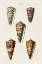 Picture of CONE SHELL COLLECTION II