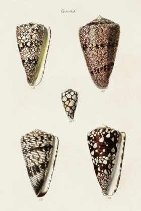 Picture of CONE SHELL COLLECTION III