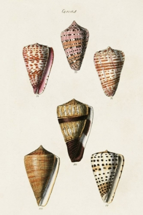 Picture of CONE SHELL COLLECTION IV