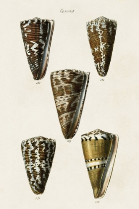 Picture of CONE SHELL COLLECTION V