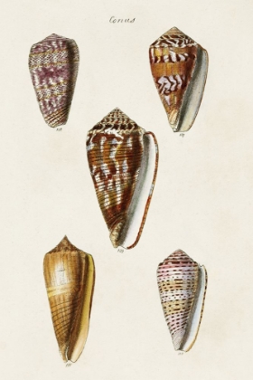 Picture of CONE SHELL COLLECTION VI