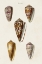 Picture of CONE SHELL COLLECTION VI