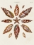 Picture of SPIRAL SHELL FORMATION I
