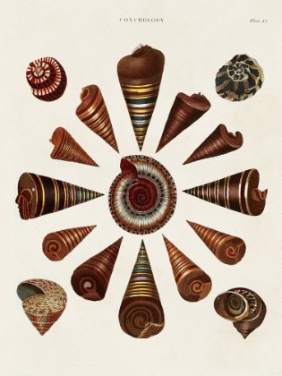 Picture of SPIRAL SHELL FORMATION IV