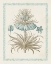 Picture of WILLOW BLUE BESLER II