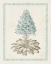 Picture of WILLOW BLUE BESLER VI