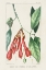 Picture of TURPIN TROPICAL BOTANICALS I