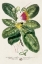 Picture of IMPERIAL TROPICAL BOTANICAL I