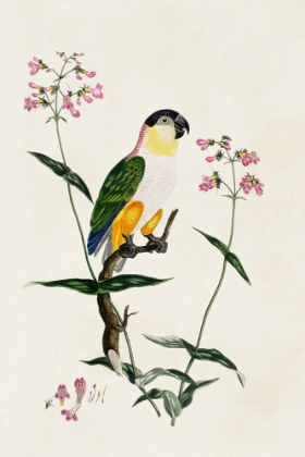 Picture of BIRD IN HABITAT IV