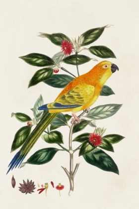 Picture of BIRD IN HABITAT V
