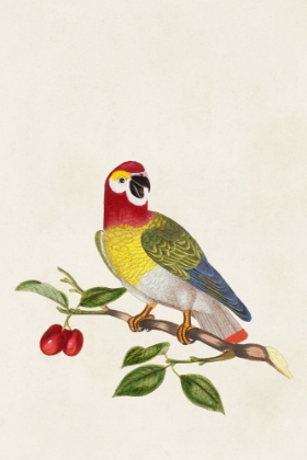 Picture of BIRD IN HABITAT VI