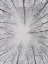 Picture of DECIDUOUS CANOPY I