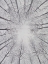 Picture of DECIDUOUS CANOPY II