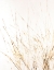 Picture of GOLDEN SEA OATS I