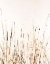 Picture of GOLDEN SEA OATS II
