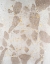 Picture of CHORDATA II