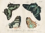 Picture of CRACKLED BUTTERFLIES III