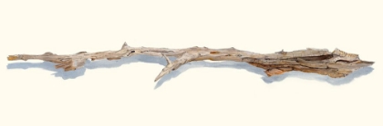 Picture of DRIFTWOOD STUDY I