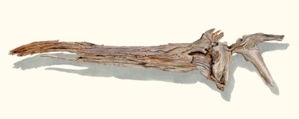 Picture of DRIFTWOOD STUDY II