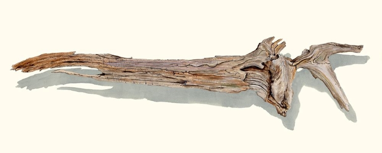 Picture of DRIFTWOOD STUDY II