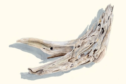 Picture of DRIFTWOOD STUDY III