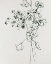 Picture of WILD FLOWER BOUQUET II