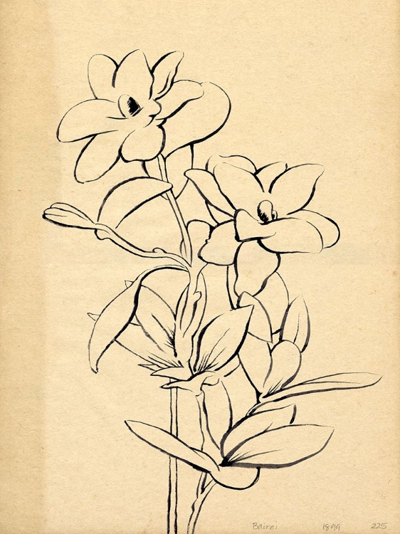 Picture of MAGNOLIA SKETCH I