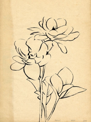 Picture of MAGNOLIA SKETCH II