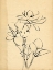 Picture of MAGNOLIA SKETCH II