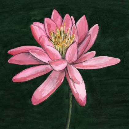 Picture of PINK WATERLILY I