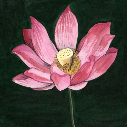Picture of PINK WATERLILY II