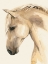 Picture of GOLDEN PALOMINO II