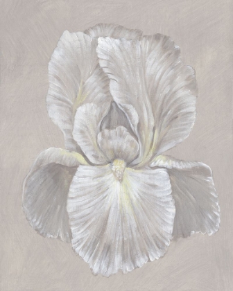 Picture of WHITE IRIS I