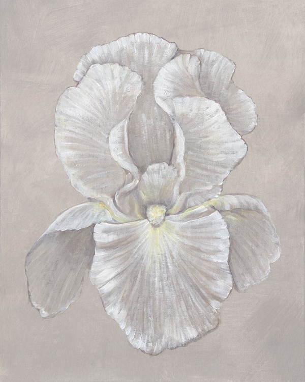 Picture of WHITE IRIS II