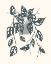 Picture of GROWING LEAVES V