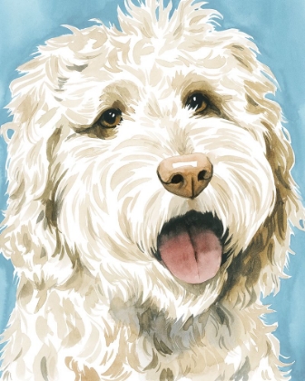 Picture of LABRADOODLE II