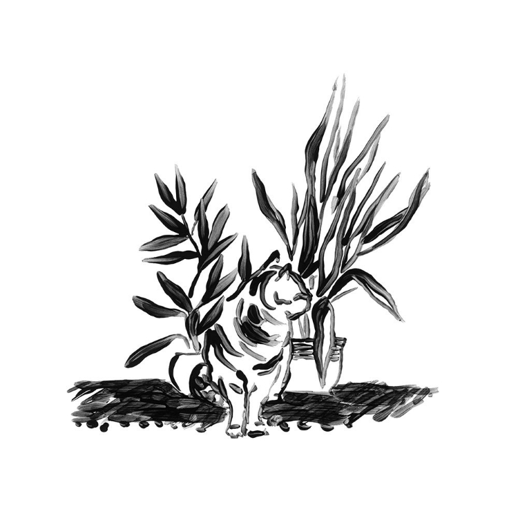 Picture of PURRFECT HOUSE PLANTS II